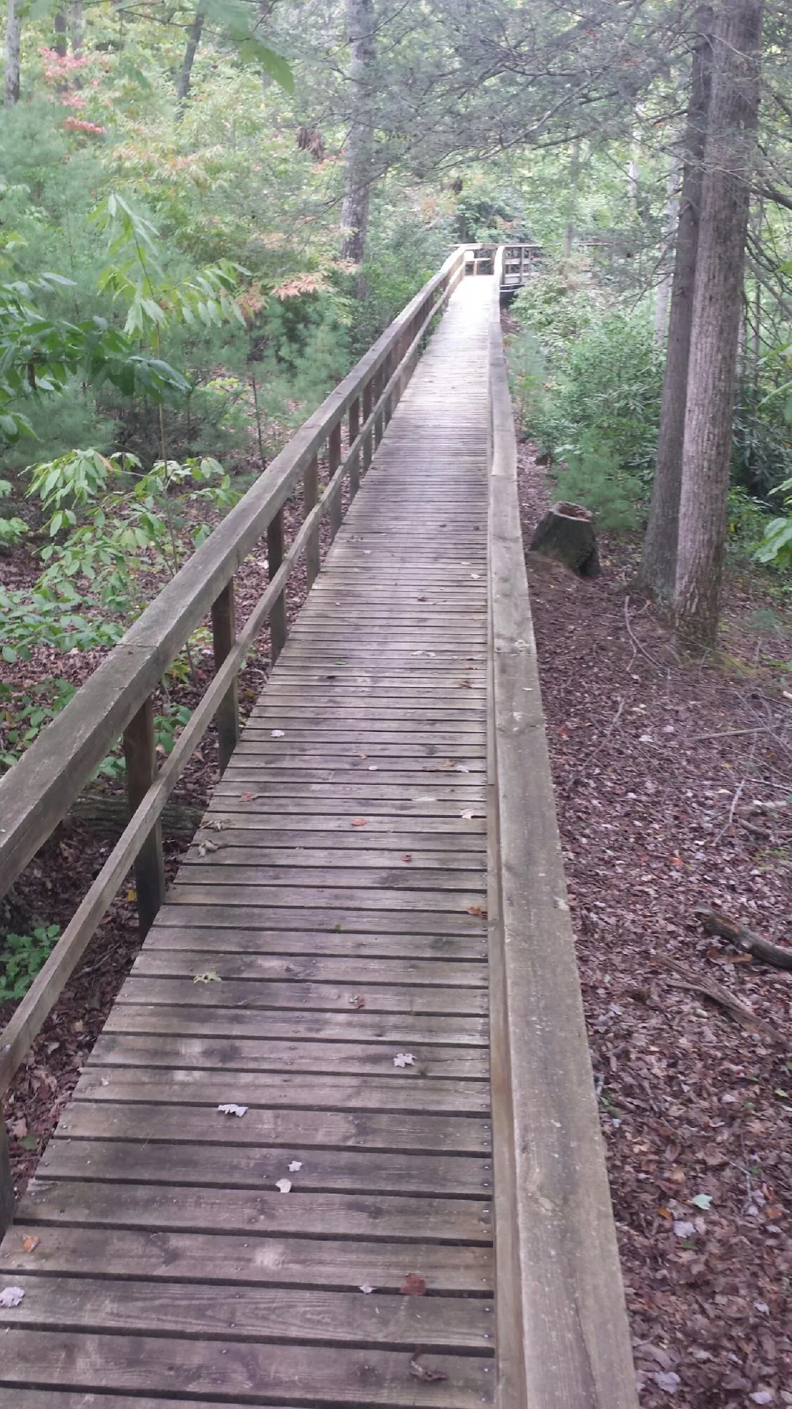 Long wood walkway with handrails built through the woods in Clayton